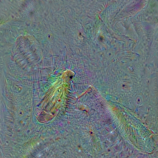 n02256656
